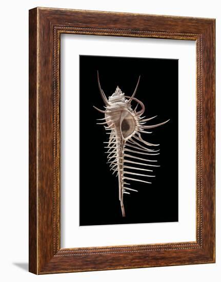 Murex Pecten (Peigne De V?nus)-Paul Starosta-Framed Photographic Print