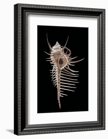 Murex Pecten (Peigne De V?nus)-Paul Starosta-Framed Photographic Print