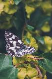 Butterfly, Flower, Colorful, Nature, Spring, Wildlife, Leaf-MURGVI-Photographic Print