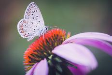 Butterfly, Flower, Colorful, Nature, Spring, Wildlife, Leaf-MURGVI-Photographic Print