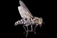 Fly Macro Insect Nature Animal Eye Bug close Small Wildlife Head Portrait Color Sharp-MURGVI-Photographic Print