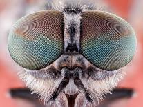 Fly Macro Insect Nature Animal Eye Bug close Small Wildlife Head Portrait Color Sharp-MURGVI-Framed Photographic Print