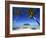 Muri Beach, Rarotonga, Cook Islands, South Pacific-Doug Pearson-Framed Photographic Print