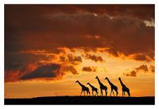 Five Giraffes-Muriel Vekemans-Framed Art Print