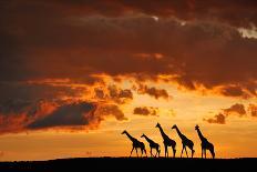 Five Giraffes-Muriel Vekemans-Photographic Print