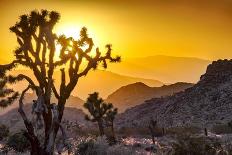 Joshua Tree No. 5-Murray Bolesta-Photographic Print