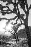 Joshua Tree No. 5-Murray Bolesta-Photographic Print