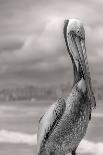 Sea Pelican-Murray Bolesta-Photographic Print