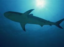 Tightly Balled School of Jack Fish, Sipadan Island, Sabah, Malaysia, Borneo, Southeast Asia-Murray Louise-Photographic Print