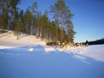 Caveris Husky Safaris, Pure-Bred Siberian Huskies, Karelia, Finland-Murray Louise-Photographic Print