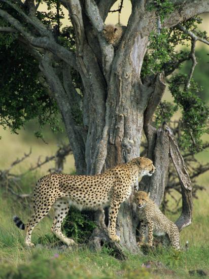 Photographic Print, , large