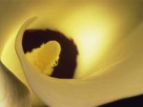 Close-Up of a Banana Leaf-Murray Louise-Framed Photographic Print