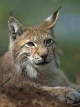 European Lynx, Ranua Wildlife Park, Finland, Scandinavia, Europe-Murray Louise-Photographic Print