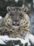 Rare and Endangered Snow Leopard, Port Lympne Zoo, Kent, England, United Kingdom-Murray Louise-Photographic Print