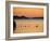 Murray River at Dawn, Mannum, South Australia, Australia-David Wall-Framed Photographic Print