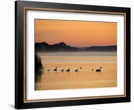 Murray River at Dawn, Mannum, South Australia, Australia-David Wall-Framed Photographic Print