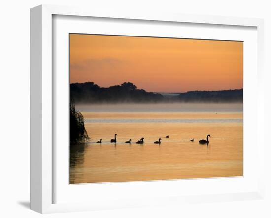 Murray River at Dawn, Mannum, South Australia, Australia-David Wall-Framed Photographic Print