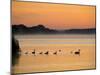 Murray River at Dawn, Mannum, South Australia, Australia-David Wall-Mounted Photographic Print