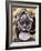 Mursi Lady with Lip Plate, South Omo Valley, Ethiopia, Africa-Jane Sweeney-Framed Photographic Print