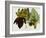 Musa Cavendishii-William Curtis-Framed Giclee Print