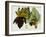 Musa Cavendishii-William Curtis-Framed Giclee Print