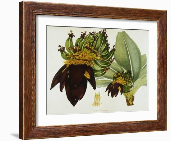 Musa Cavendishii-William Curtis-Framed Giclee Print