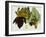 Musa Cavendishii-William Curtis-Framed Giclee Print