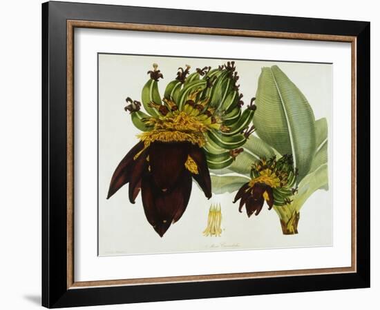 Musa Cavendishii-William Curtis-Framed Giclee Print