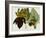 Musa Cavendishii-William Curtis-Framed Giclee Print