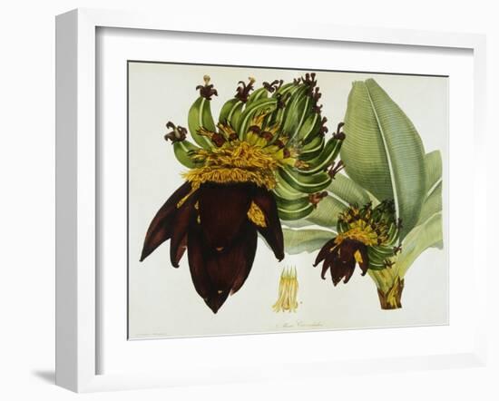 Musa Cavendishii-William Curtis-Framed Giclee Print