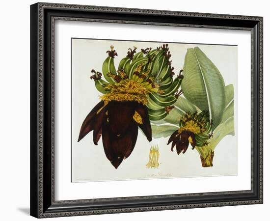 Musa Cavendishii-William Curtis-Framed Giclee Print