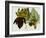 Musa Cavendishii-William Curtis-Framed Giclee Print