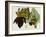 Musa Cavendishii-William Curtis-Framed Giclee Print