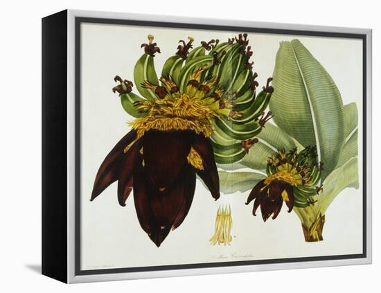 Musa Cavendishii-William Curtis-Framed Premier Image Canvas