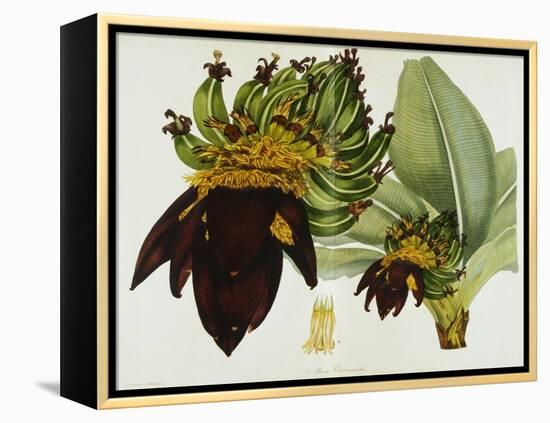 Musa Cavendishii-William Curtis-Framed Premier Image Canvas