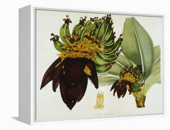 Musa Cavendishii-William Curtis-Framed Premier Image Canvas