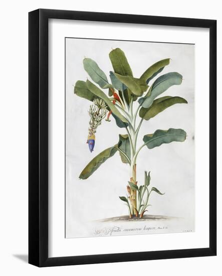 Musa-Georg Dionysius Ehret-Framed Giclee Print