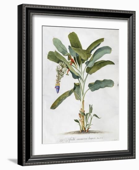 Musa-Georg Dionysius Ehret-Framed Giclee Print