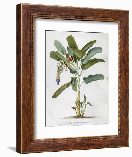 Musa-Georg Dionysius Ehret-Framed Giclee Print