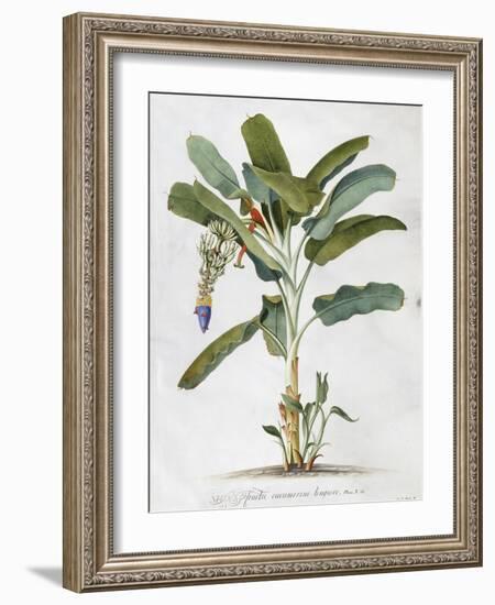 Musa-Georg Dionysius Ehret-Framed Giclee Print