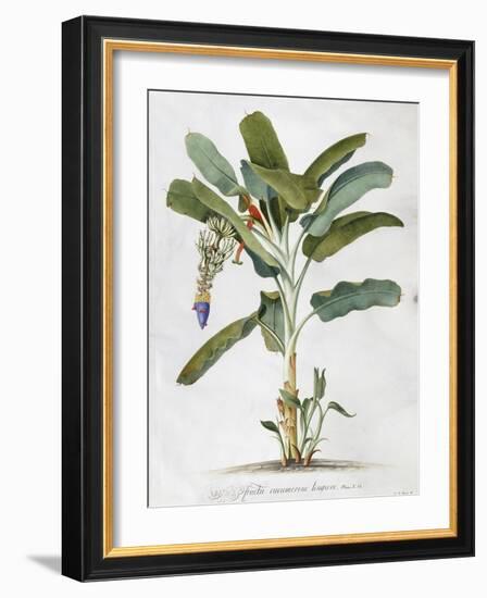 Musa-Georg Dionysius Ehret-Framed Giclee Print