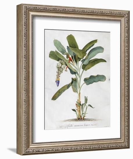 Musa-Georg Dionysius Ehret-Framed Giclee Print