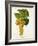 Muscadelle Grape-J. Troncy-Framed Giclee Print