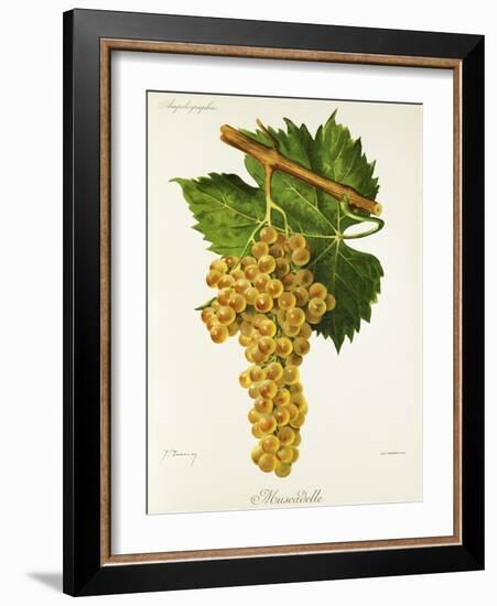 Muscadelle Grape-J. Troncy-Framed Giclee Print