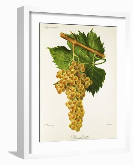 Muscadelle Grape-J. Troncy-Framed Giclee Print