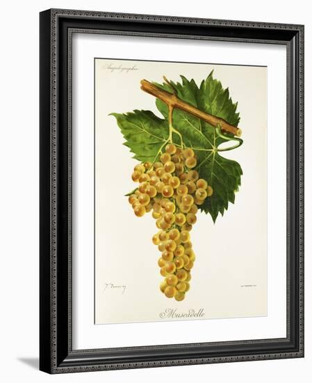 Muscadelle Grape-J. Troncy-Framed Giclee Print