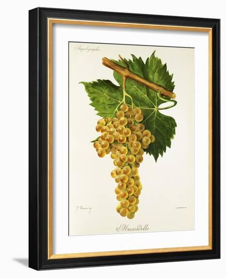 Muscadelle Grape-J. Troncy-Framed Giclee Print