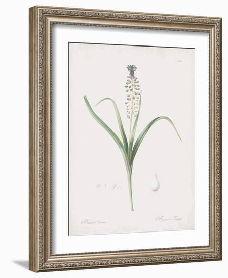 Muscari Comosum-Pierre Joseph Redoute-Framed Giclee Print