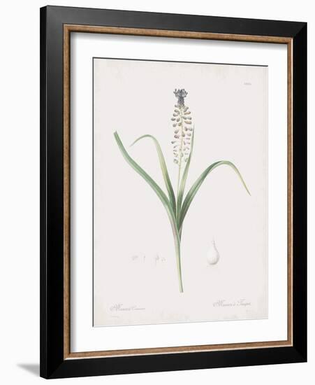 Muscari Comosum-Pierre Joseph Redoute-Framed Giclee Print