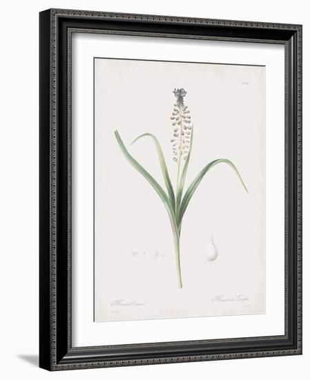 Muscari Comosum-Pierre Joseph Redoute-Framed Giclee Print